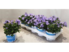 ��������� ���� Cariboo Ea Bl - 400- 450 ���.