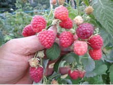 193,75���, ������ ������������ ����� ��������/��������, � ������� 1��.jpg