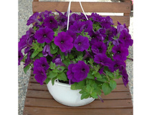 �������� ��� 160 �