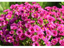 ����� ������.jpg