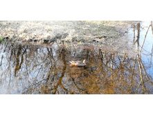 IMG 20200413 172915.jpg