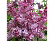 312,5���, ������ ������������ ��������� �����������/����, � ������� 1��.jpg