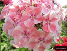 ����� ����� ���������, 200���. (������� 7��)