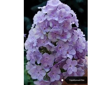 ����� ����������� ���, 200���. (������� 8��)