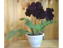 DS-������ �����.jpg