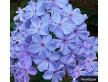 ����� ���������, 200���. (������� 6��)