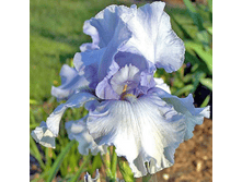 ���� Clear Morning Sky (0186)