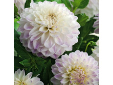 ������� Wittem (078)