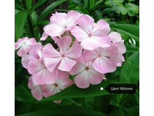 ����� ���� ������, 200���. (������� 5��)