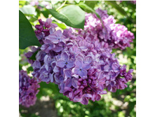 312,5���, ������ ������������ ������/����, � ������� 2��.jpg