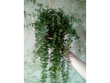 �������� Ruscifolia.