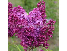 312,5���, ������ ������������ ����������� �������/����, � �������1��.jpg