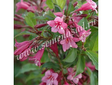 218,75���, ������� �������� �����/����, � ������� 1��.jpg