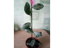 Hoya carnosa wilbur graves.