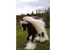 Screenshot 20200403 132105.jpg