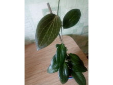 Hoya Hellwigiana.