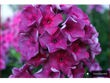 ����� ���� ��������, 200���. (������� 10��)