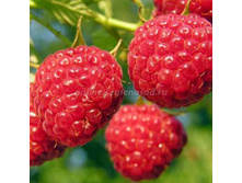 181,25���, ������ ������������� ����� ������ ����������/��������, � ������� 1��.jpg