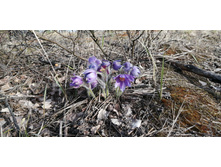 IMG 20200430 170807.jpg