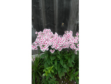 ����� ������� 80 ���./ 2-3 �������