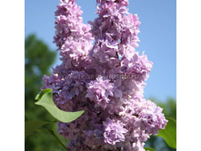 312,5���, ������ ���������. ��������� �����������/����, � ������� 2��.JPG