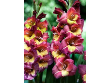 ��������� Brescia (0104)