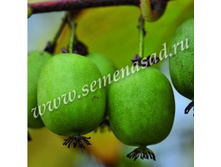 275���, ��������� ������ ������  (��������)/����, � ������� 3��g