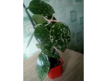 EPC-997 Hoya acuta, stable pink spot splash on cordate leaves (heart shape)