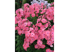 ����� ���� ������ 150 �