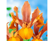 ���� Bronze Beauty (0184)