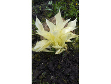 ���� �����, �������� ���