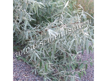 187,5���,  ��� �����������/����, � ������� 2��.jpg