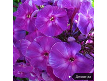 ����� ��������, 200���. (������� 8��)