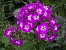 ����� ����� 100 �