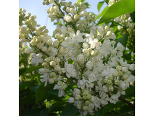 312,5���, ������ ������������ ����� ������/����, � ������� 2��.jpg