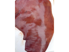 ������ �������