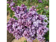 312,5���, ������ ������������ ������� ������/����, � ������� 2��.jpg