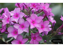 ����� �������� �����, 200���. (������� 5��)