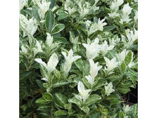 171,25���, ��������� �������� ���������/����, � ������� 1��.jpg