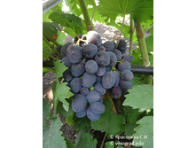 206,25���, �������� �������� ������/����, � ������� 8��.jpg