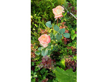 ���� ���� �� ������