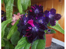 DS-������ ����.jpg