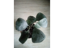 ����� ����������� (triangularis)