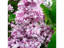 312,5���, ������ ������������ ������/����, � ������� 1��.jpg