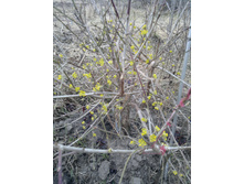 ����� 20. 4.05.