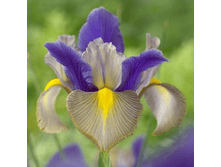 ���� Gipsey Beauty (0187)