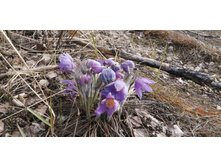 IMG 20200430 170338.jpg