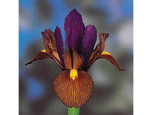 ���� TigerEye (0198)