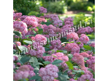 497,5���  ��������� ����������� ����������/��������, � ������� 1��.jpg