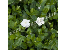 193,75���, �������� ����� �����/����, � ������� 2��.jpg